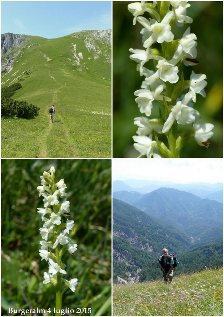 Orchidee alpine austriache ( M.Traweng, Burgeralm, Petzen, M.Dobratsch)